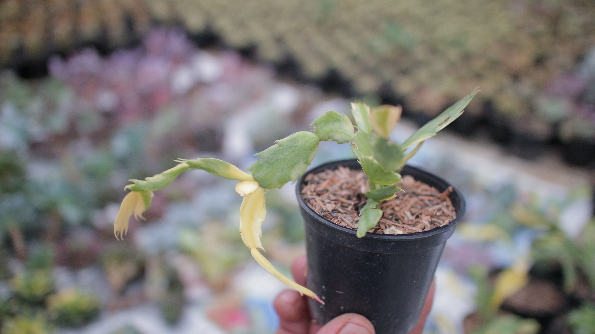 112. Schlumbergera Truncata Variegated - Thanksgiving Cactus - Image 11