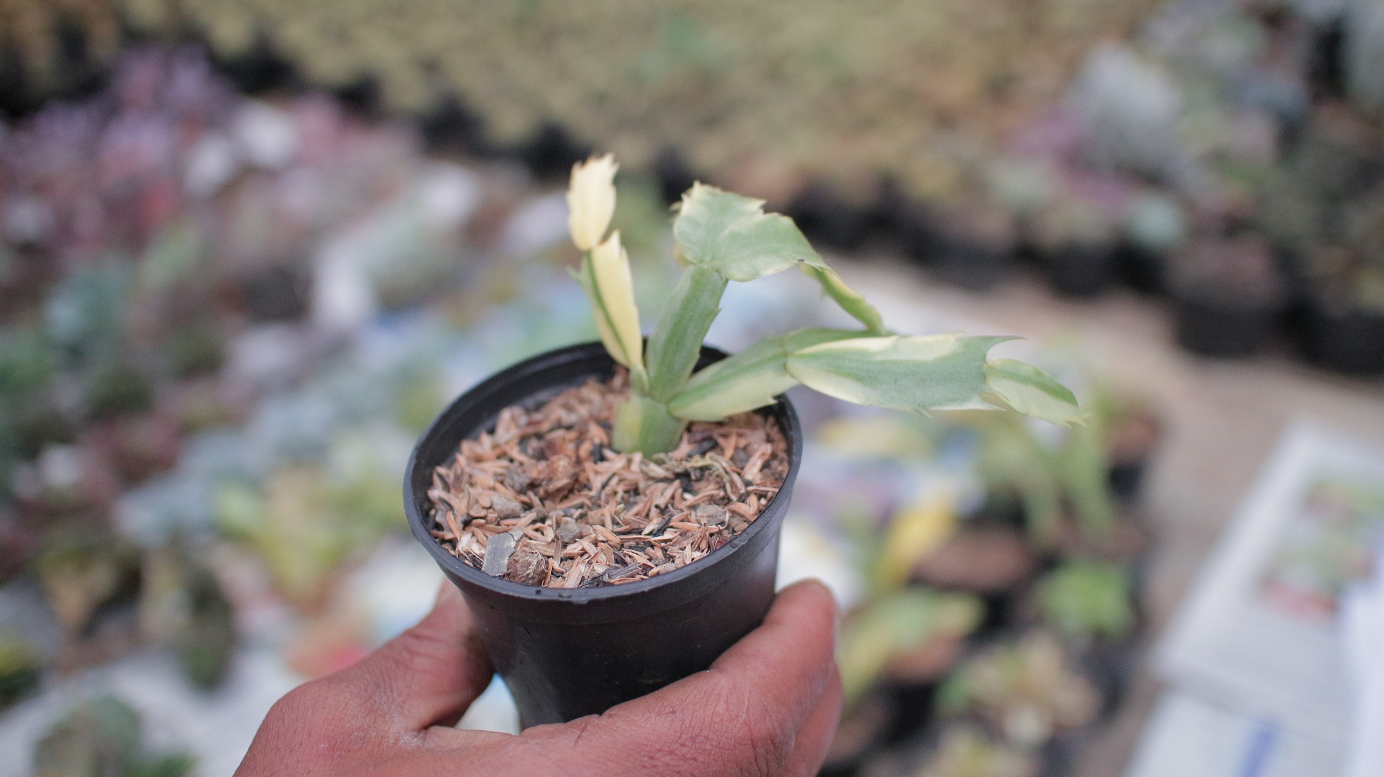 112. Schlumbergera Truncata Variegated - Thanksgiving Cactus - Image 12