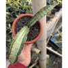 1085. Sansevieria Malawi Bat White Variegated