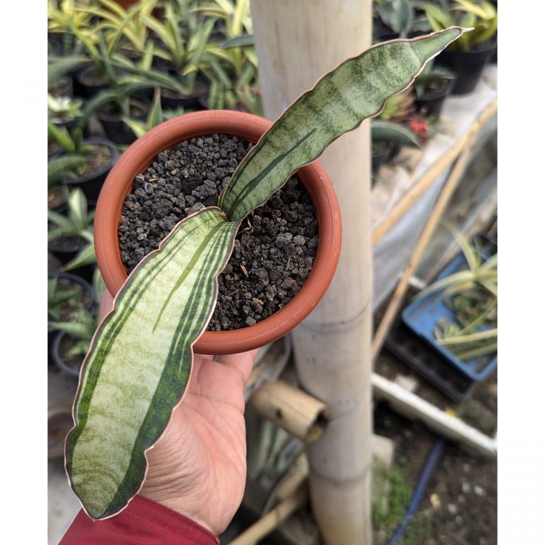 1085. Sansevieria Malawi Bat White Variegated