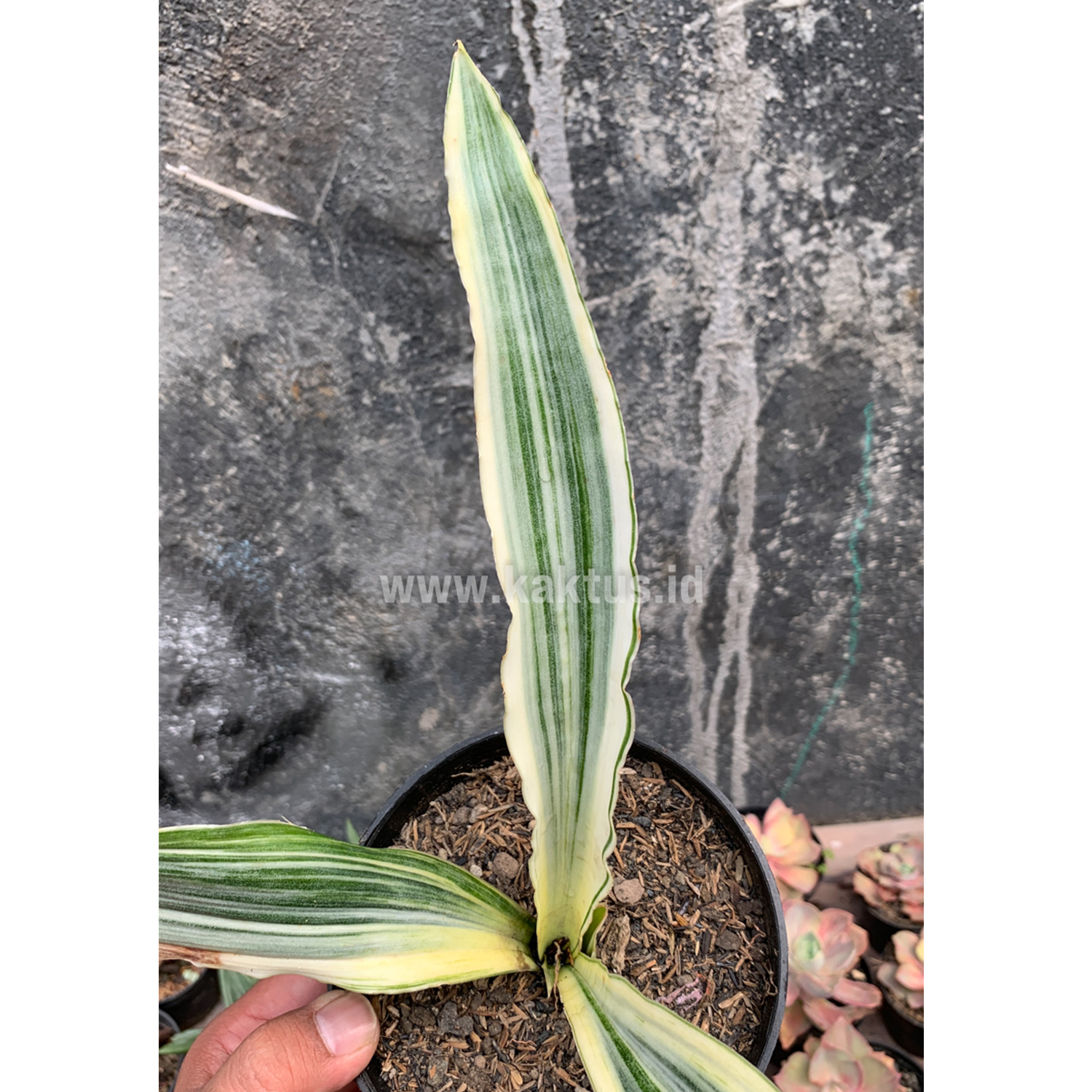 947. Sansevieria Guineensis White Variegated 1 Leaf