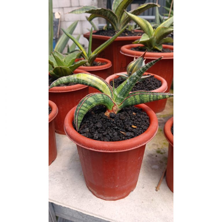 1326. Sansevieria Lady Gaga Variegated