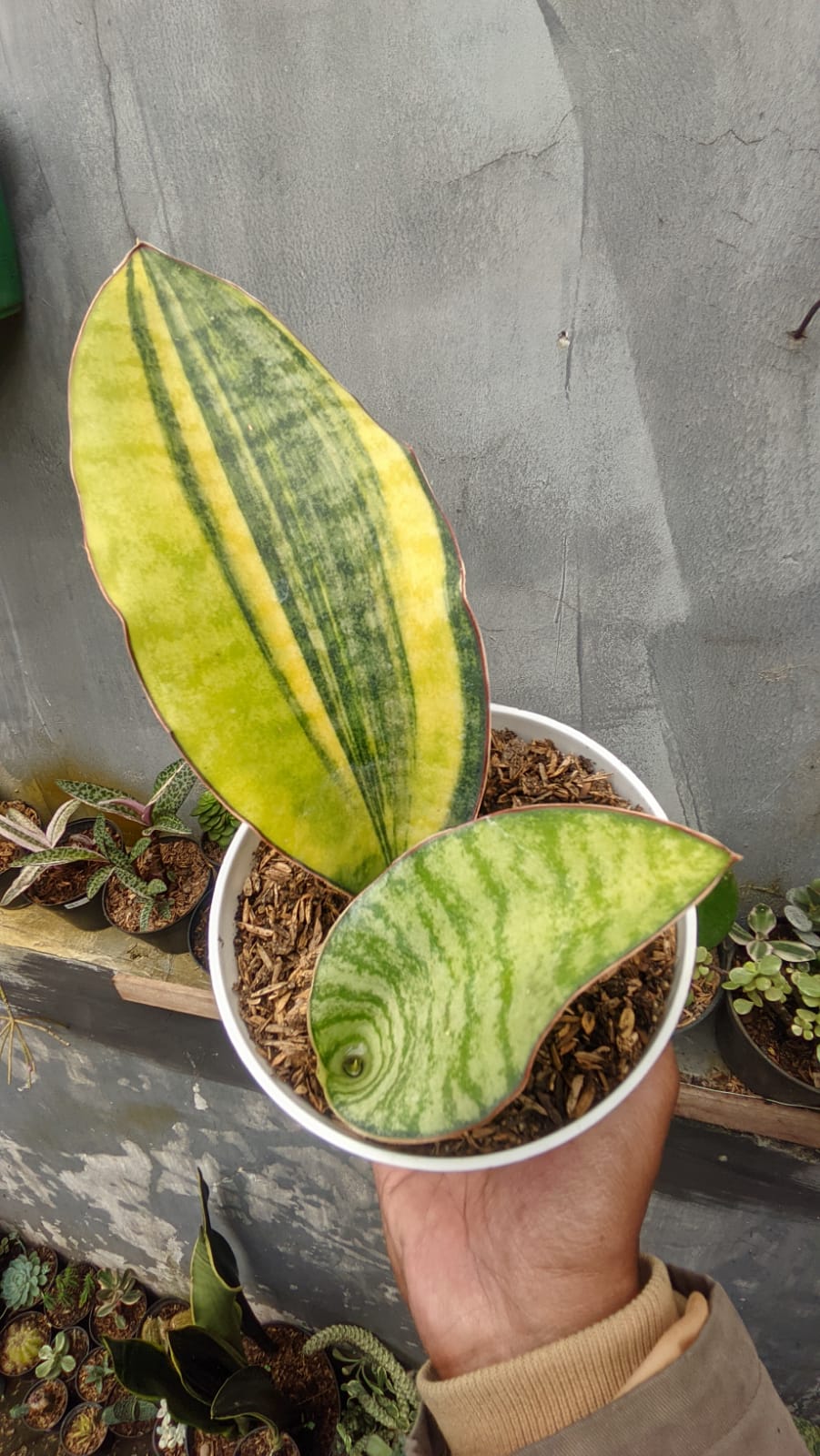 1285. Sansevieria Masoniana Bowl - Image 4