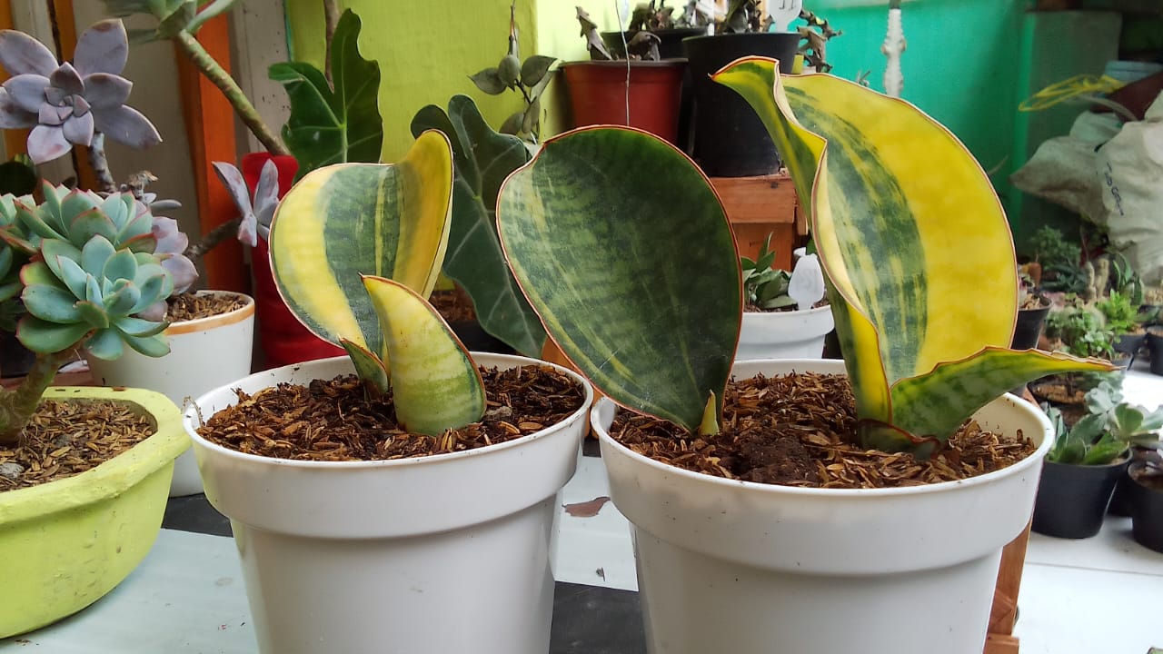 1285. Sansevieria Masoniana Bowl - Image 5
