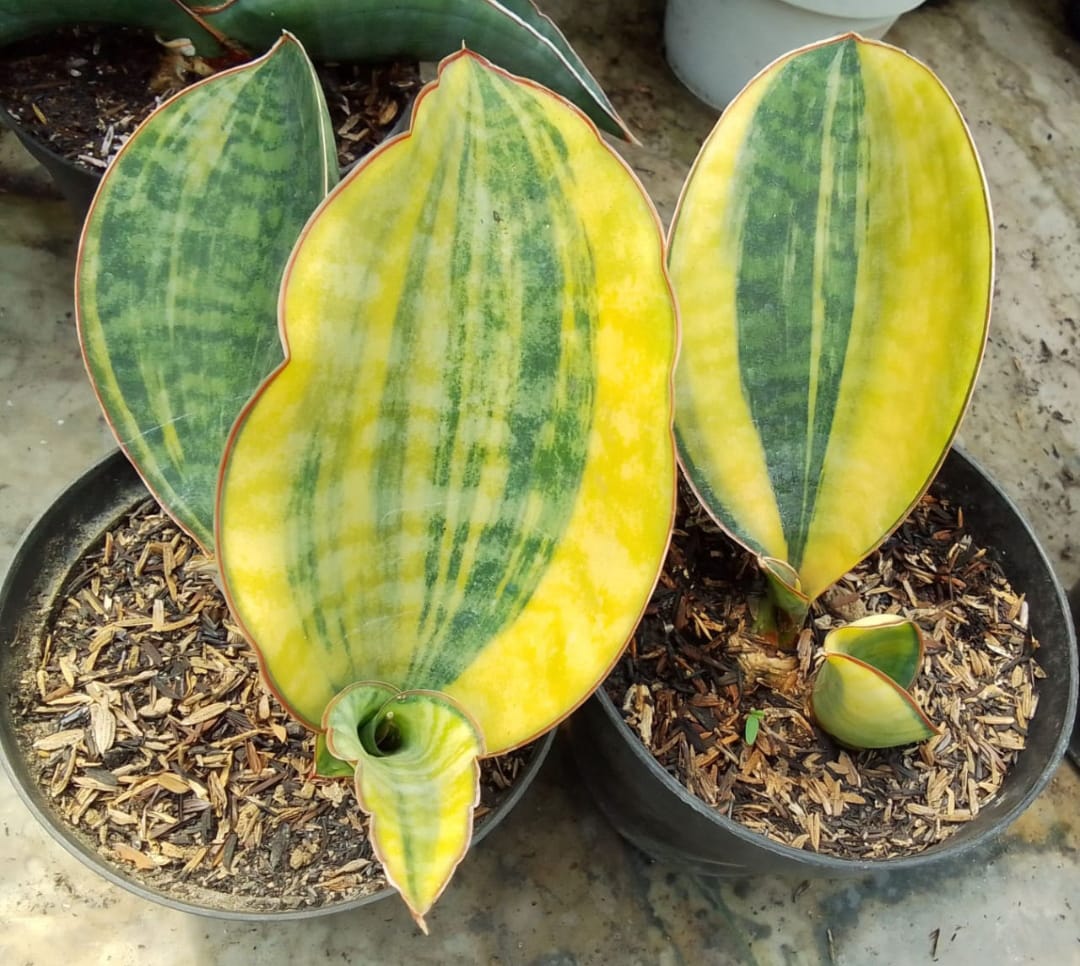 1285. Sansevieria Masoniana Bowl - Image 6