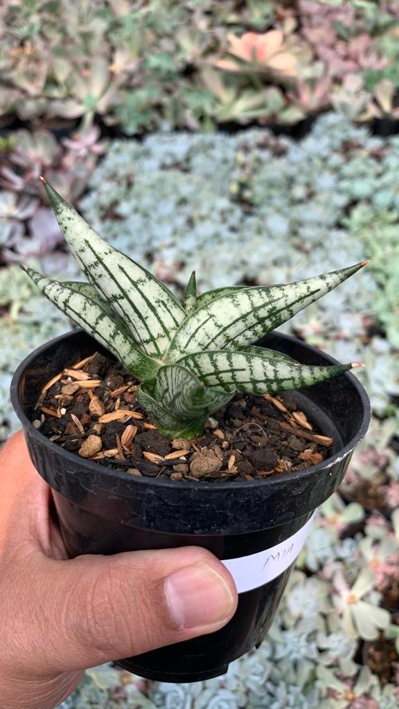 1057. Sansevieria Mia - Image 17