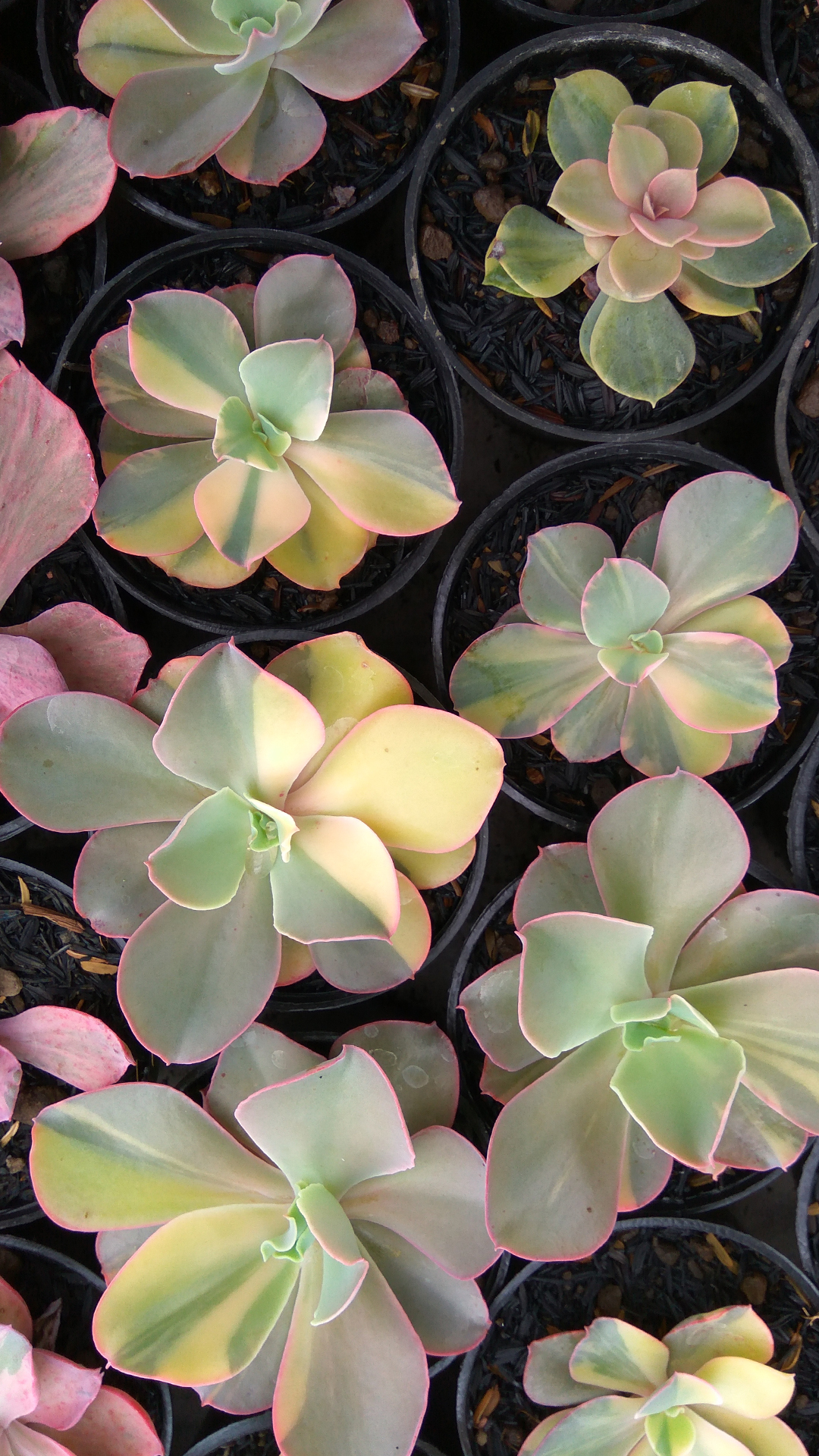 056. Echeveria Shaviana Curly Variegated / Echeveria Can Can Variegated - Image 23