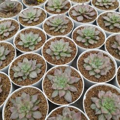 Alternative view of Echeveria Silver Prince 20 Pcs