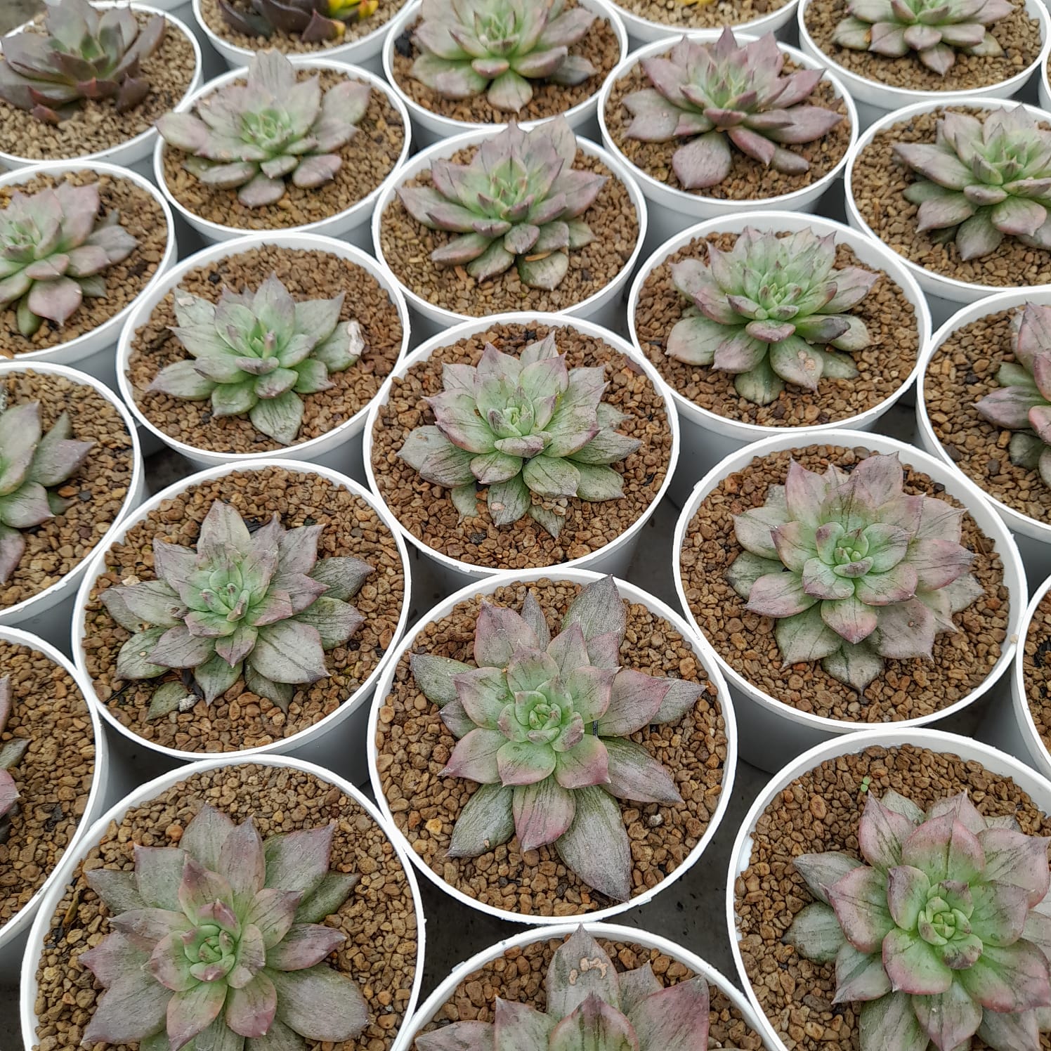 Echeveria Silver Prince 20 Pcs - Image 2