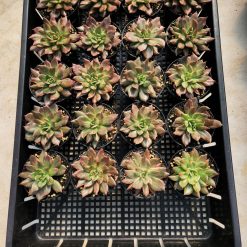 Alternative view of Echeveria Red Prince Mutation 20 Pcs