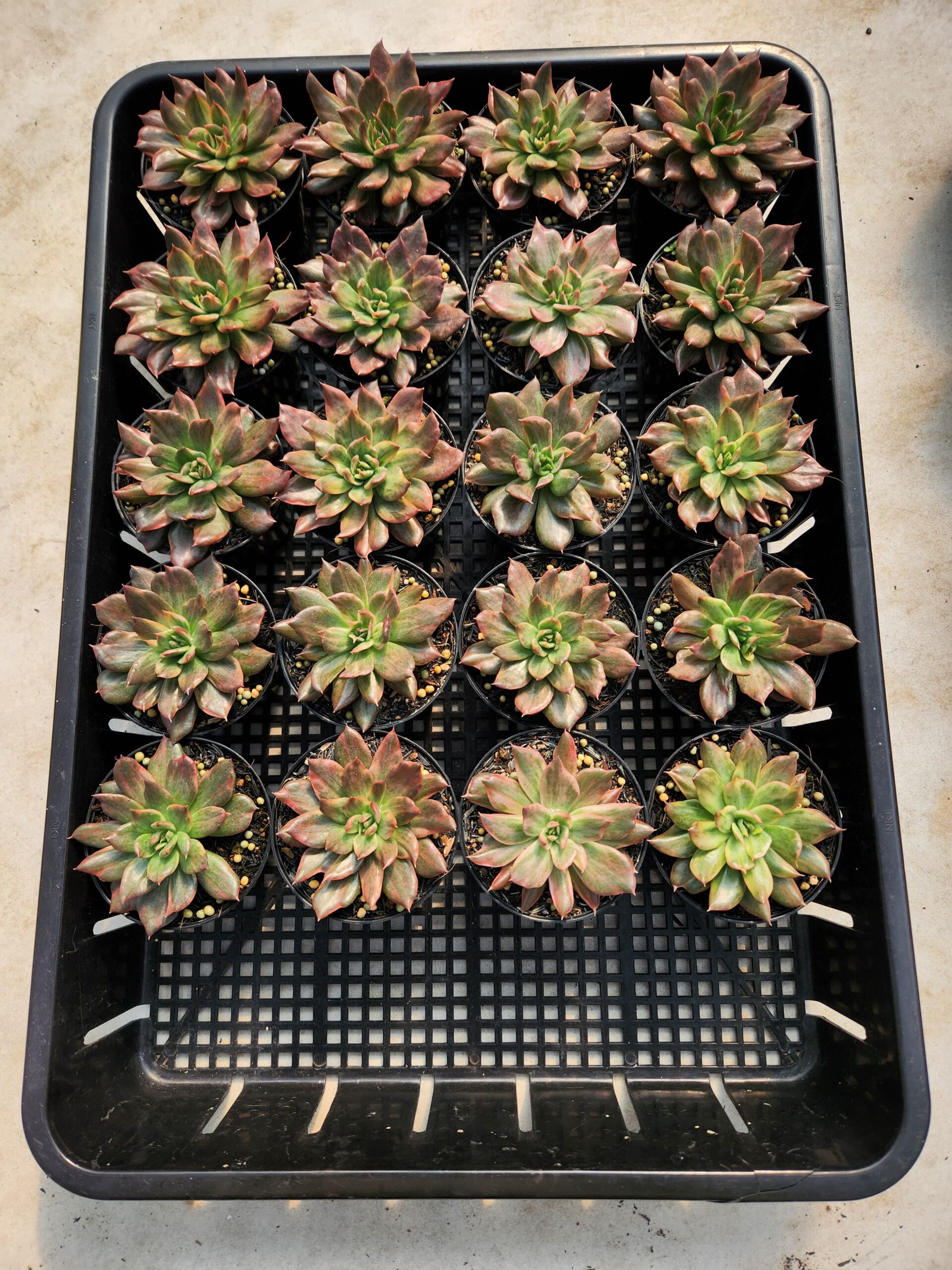 Echeveria Red Prince Mutation 20 Pcs - Image 2