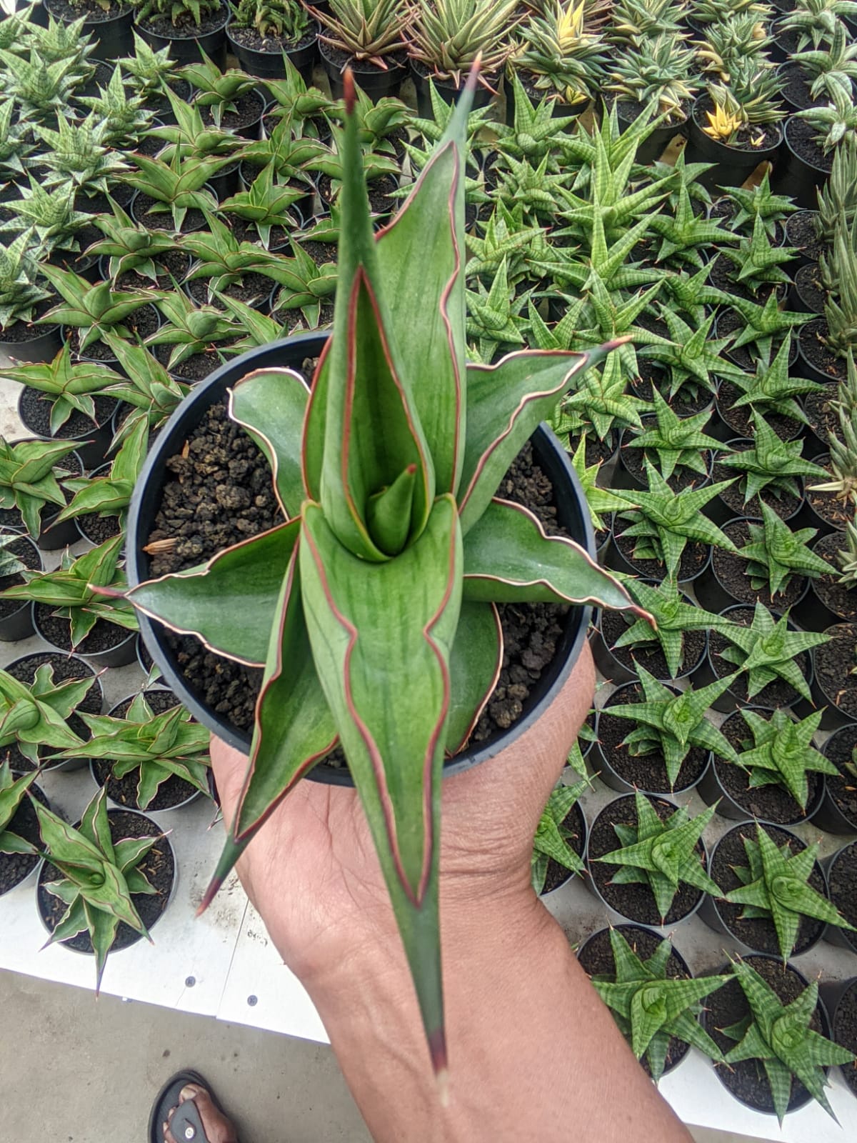 1109. Sansevieria Kirana - Image 6