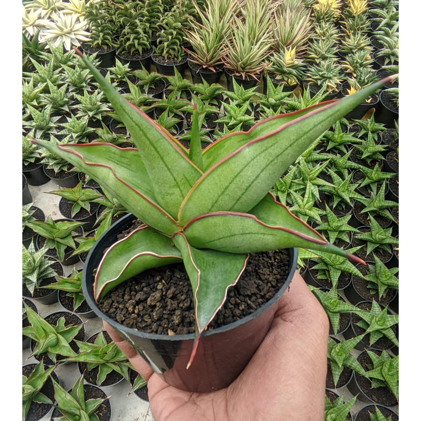 1109. Sansevieria Kirana