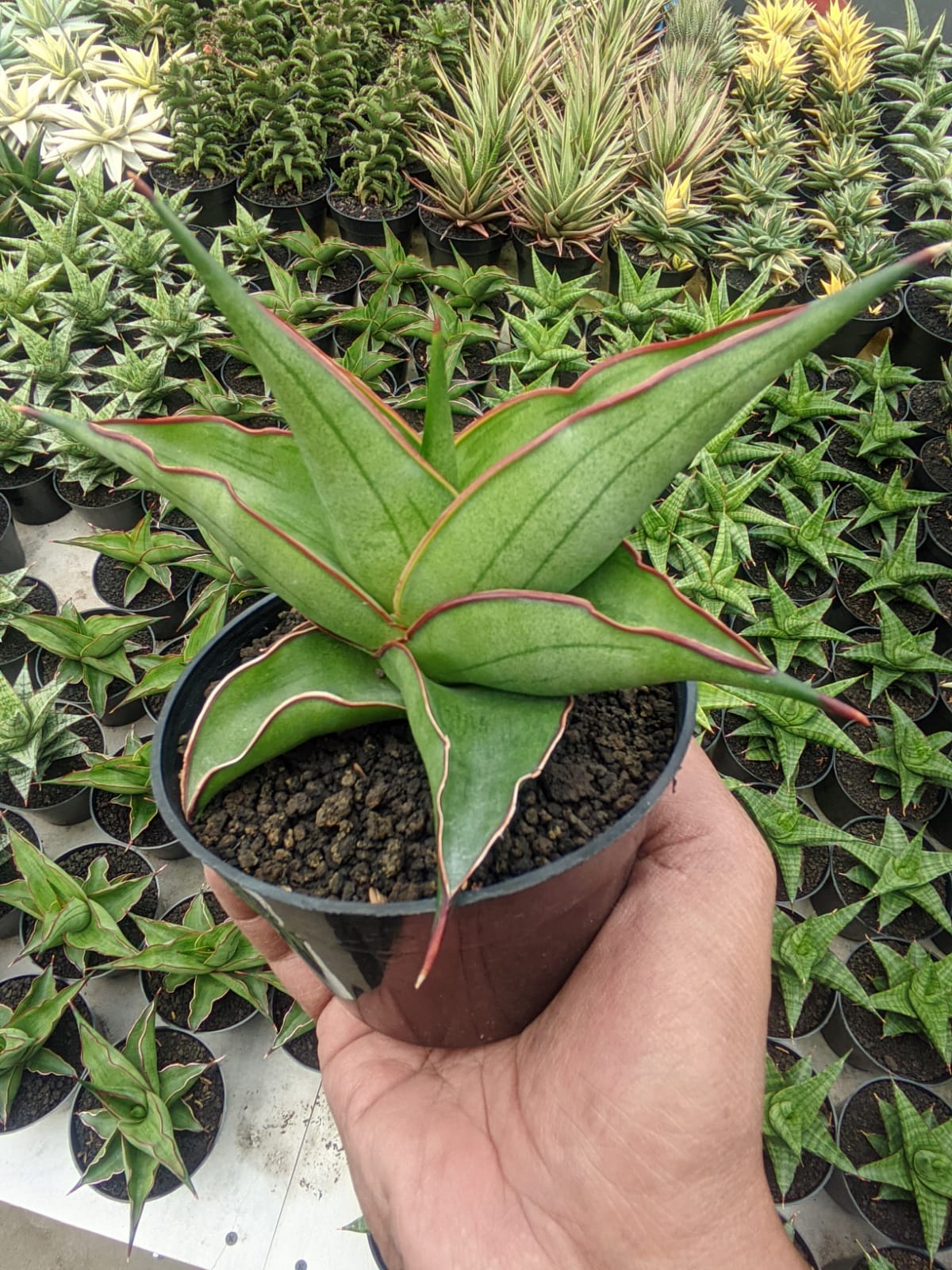 1109. Sansevieria Kirana - Image 4