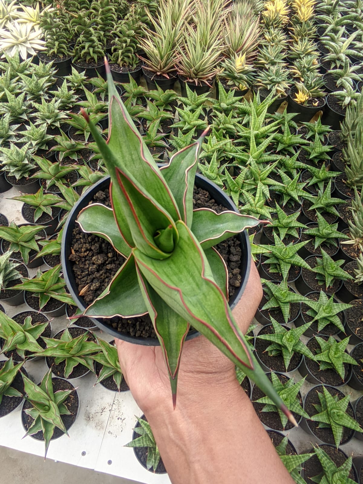 1109. Sansevieria Kirana - Image 9
