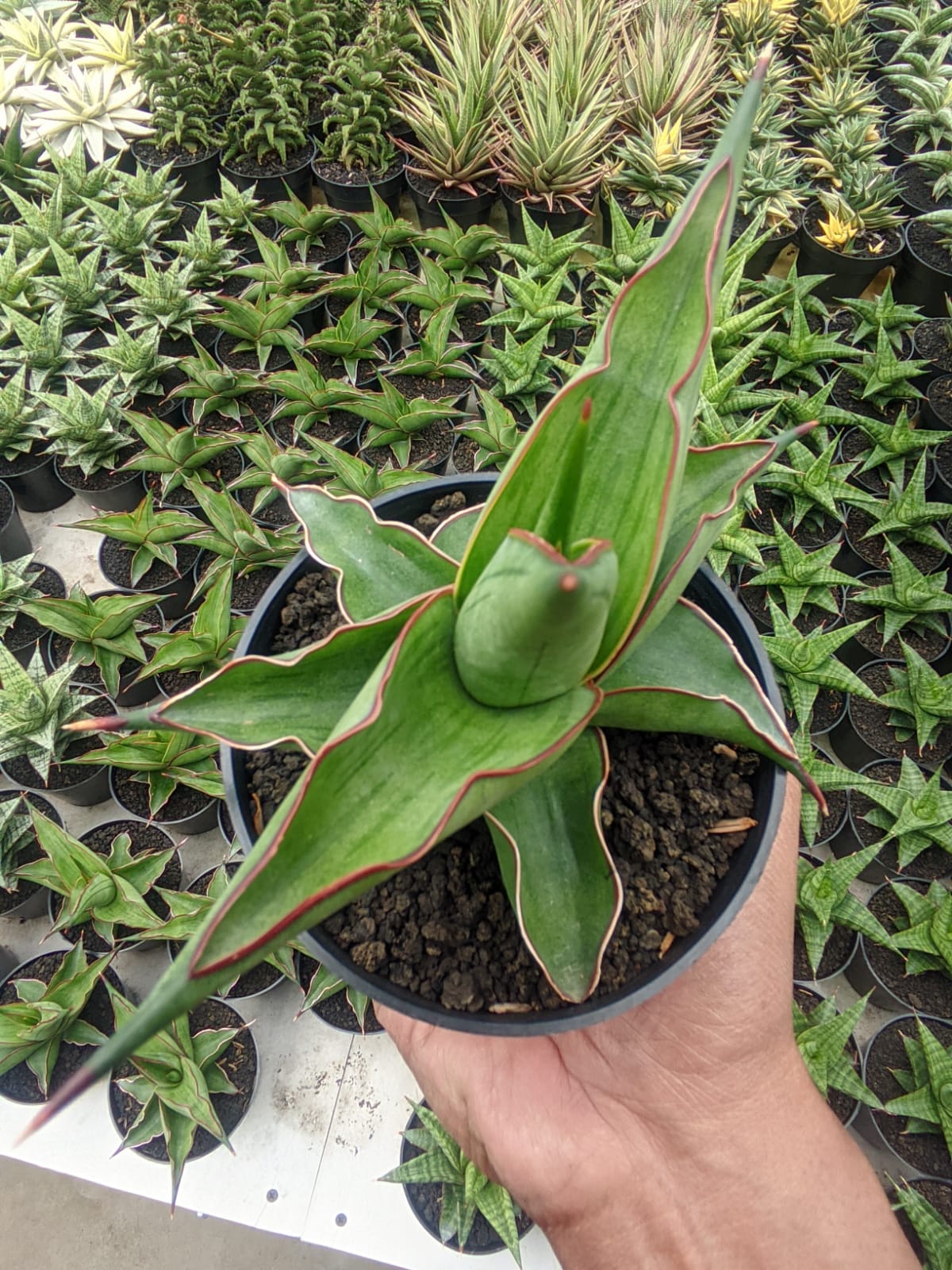 1109. Sansevieria Kirana - Image 14