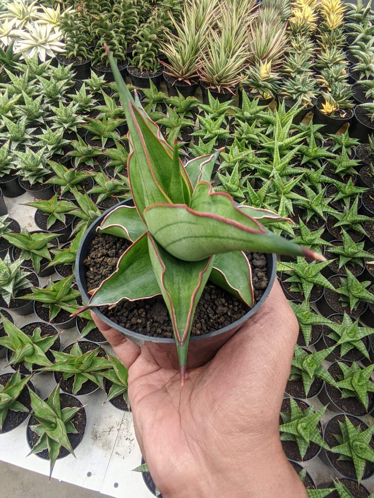 1109. Sansevieria Kirana - Image 17