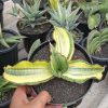 1294. Sansevieria Golden Jade Mediopicta Variegated