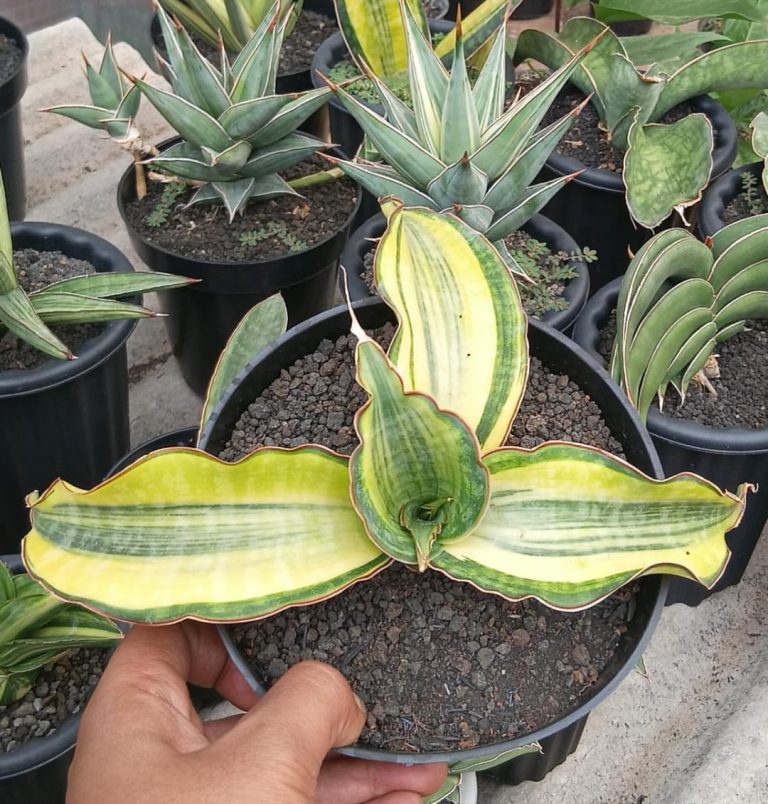 1294. Sansevieria Golden Jade Mediopicta Variegated
