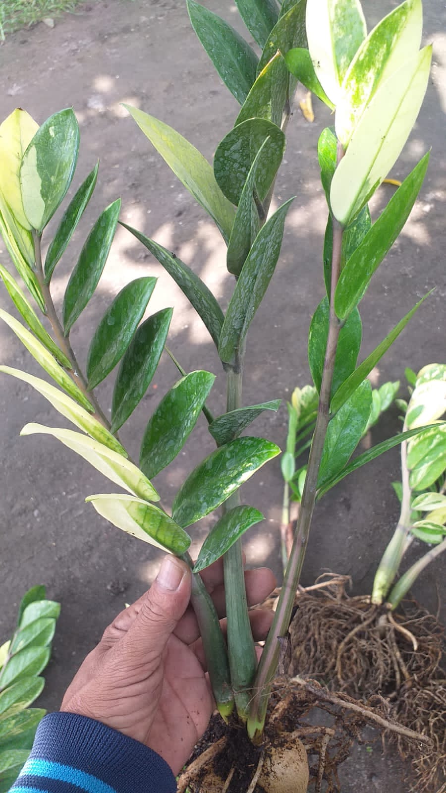 751. Zamioculcas Zamiifolia Variegated - Image 11