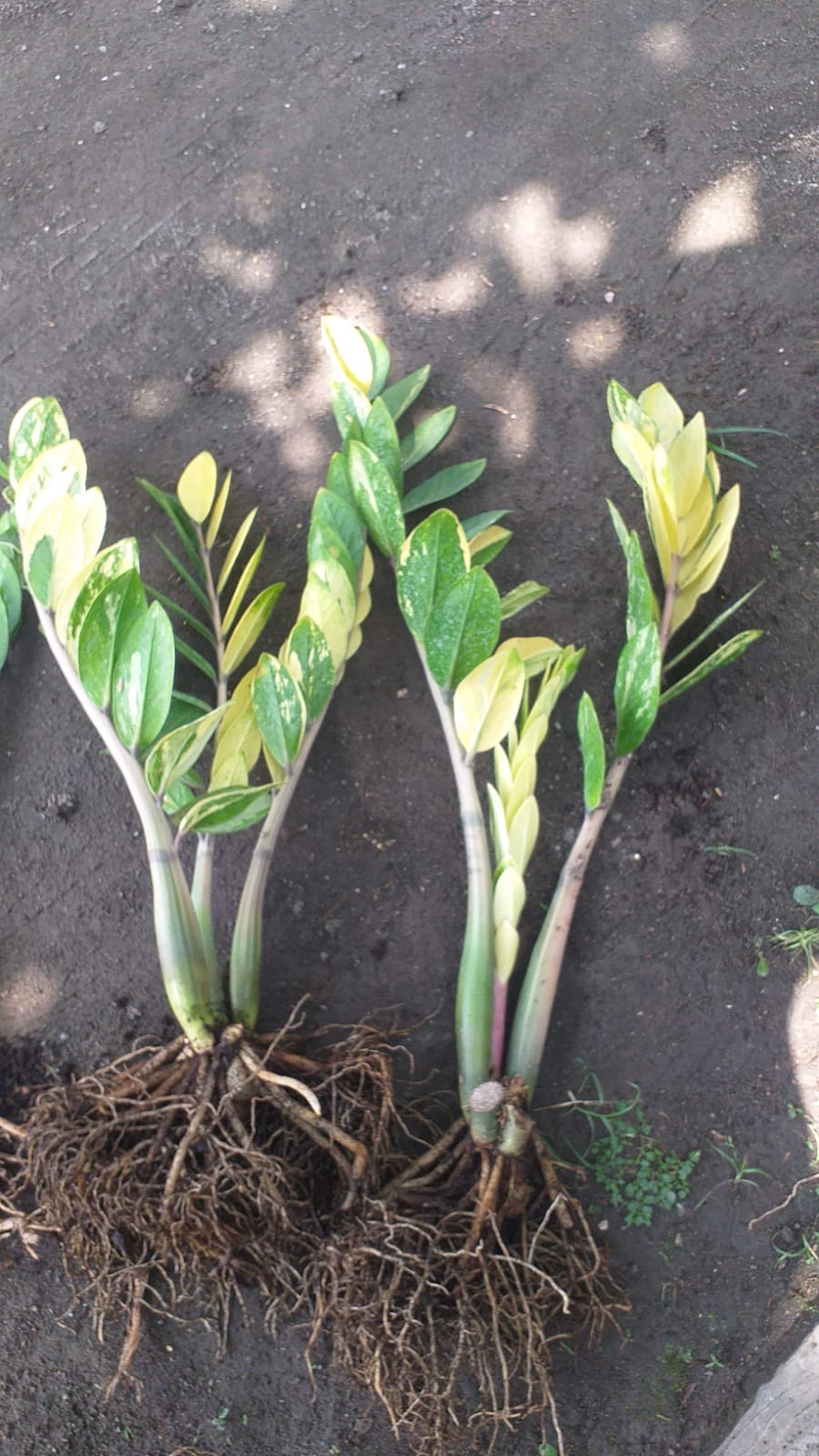 751. Zamioculcas Zamiifolia Variegated - Image 6