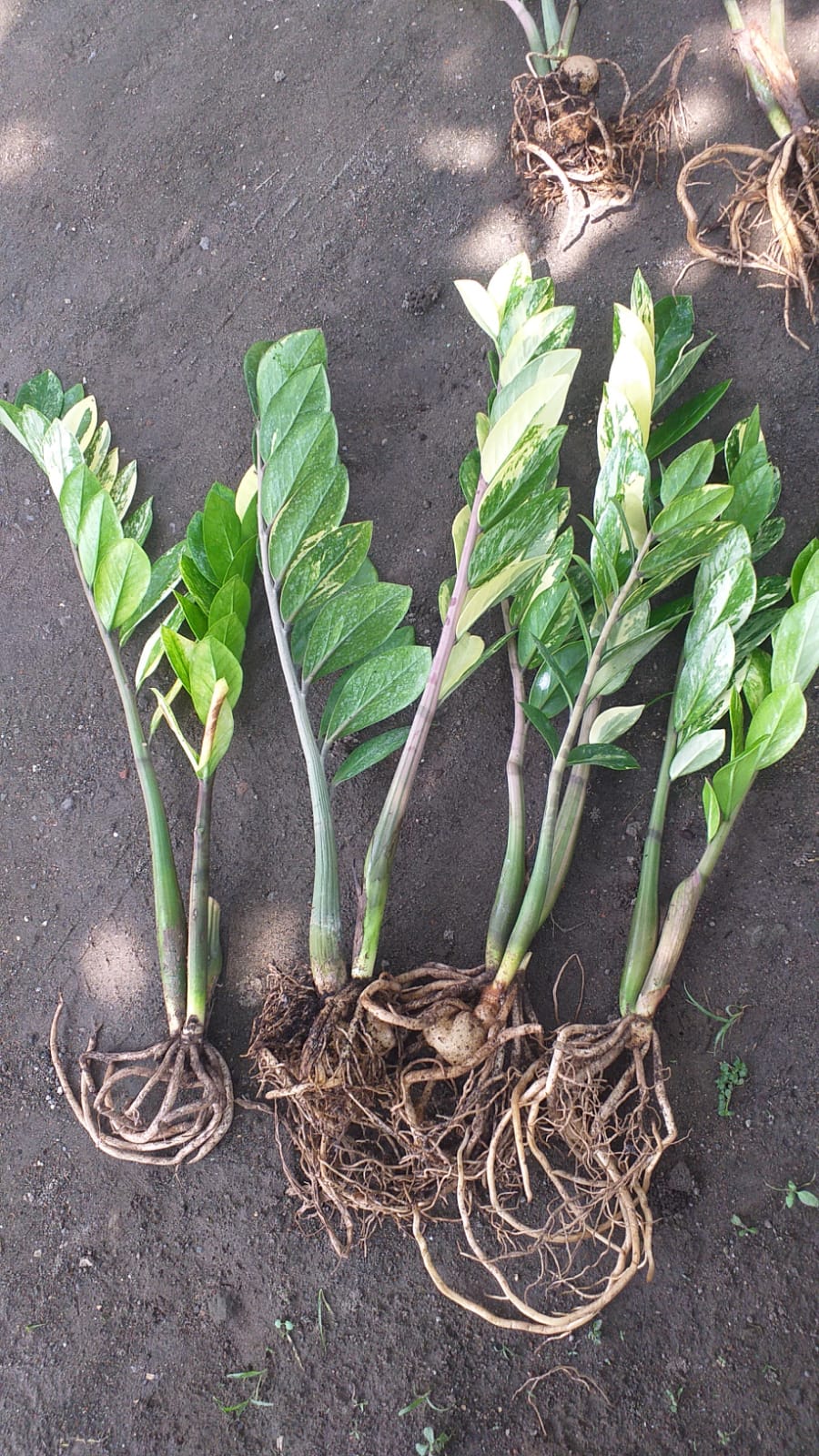 751. Zamioculcas Zamiifolia Variegated - Image 8
