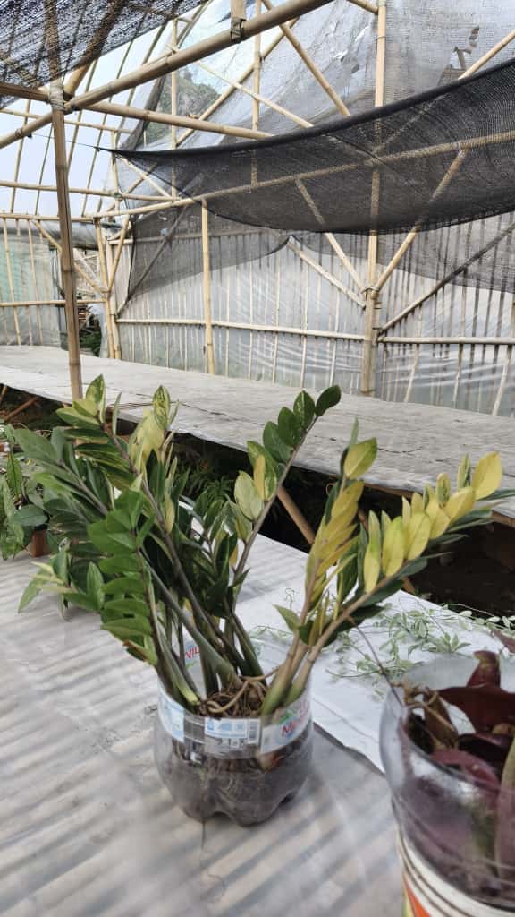 751. Zamioculcas Zamiifolia Variegated - Image 2
