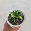 1374. Sansevieria Sindoro Variegated Rossette