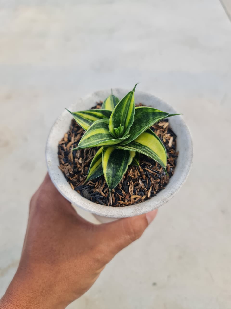 1374. Sansevieria Sindoro Variegated Rossette - Image 2