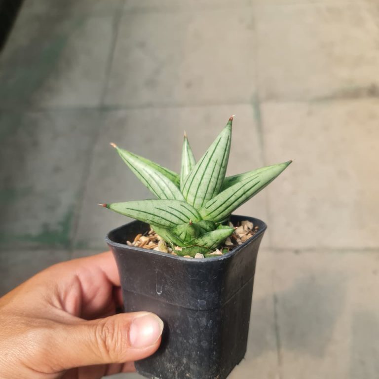 1369. Sansevieria Jupiter