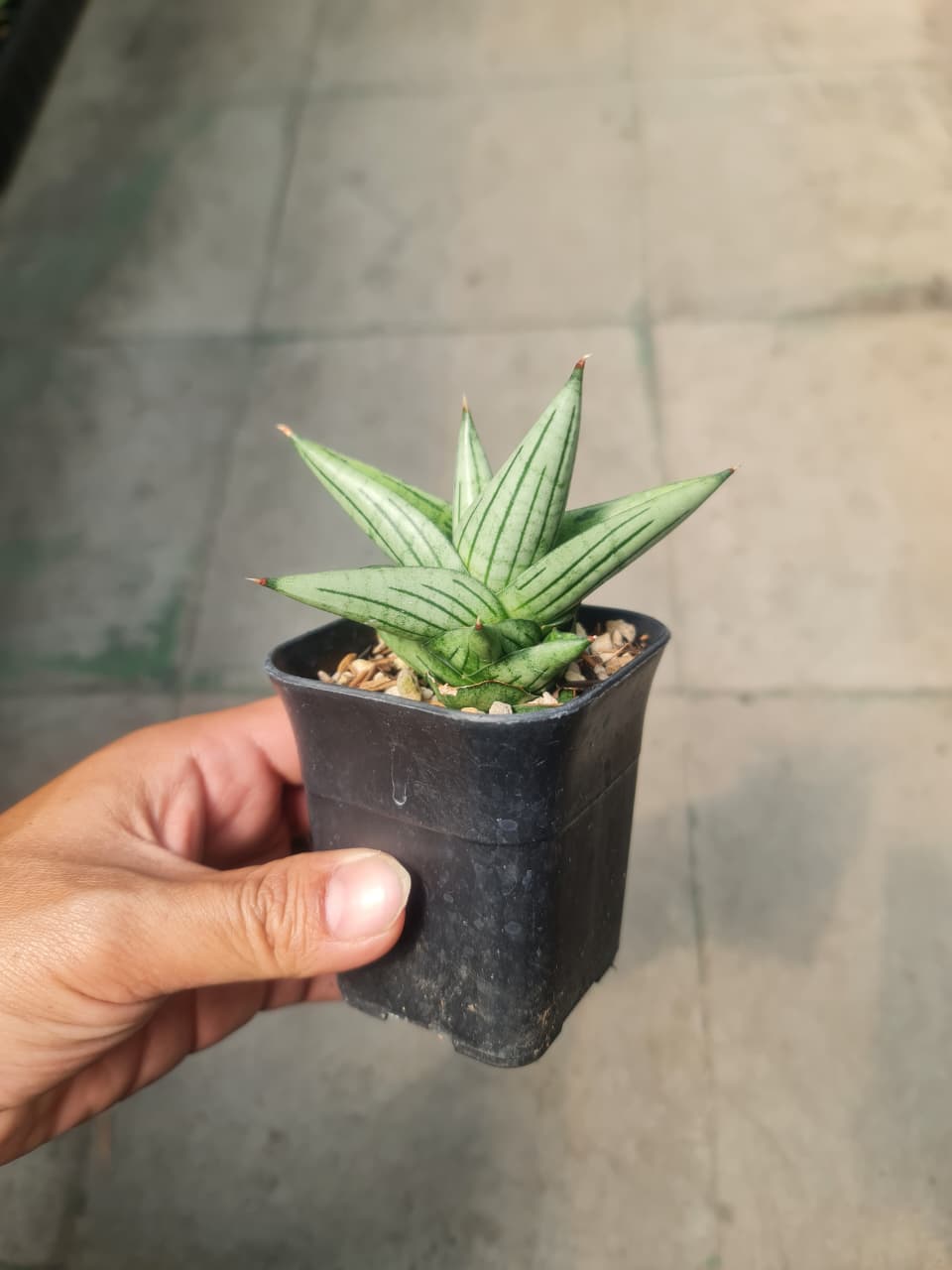 1369. Sansevieria Jupiter - Image 2