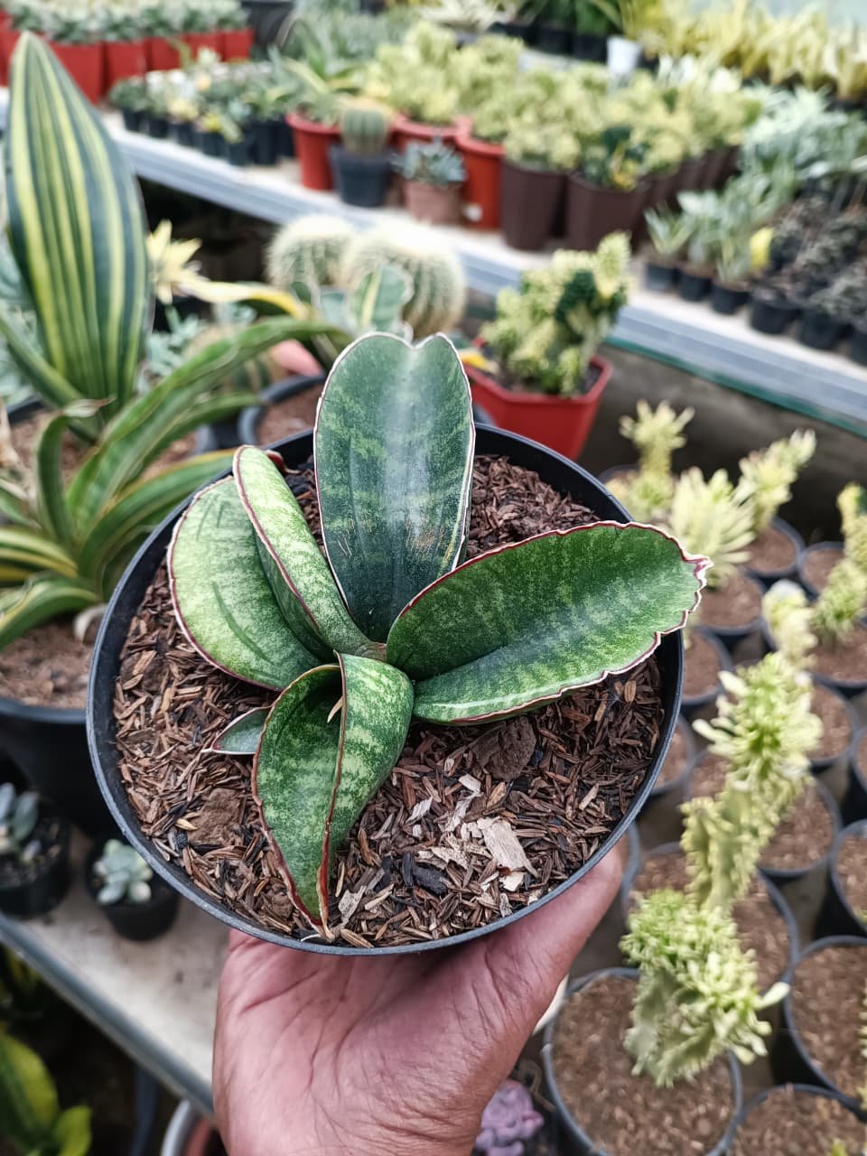 1686. Sansevieria Sinus Zimbabwe - Image 6