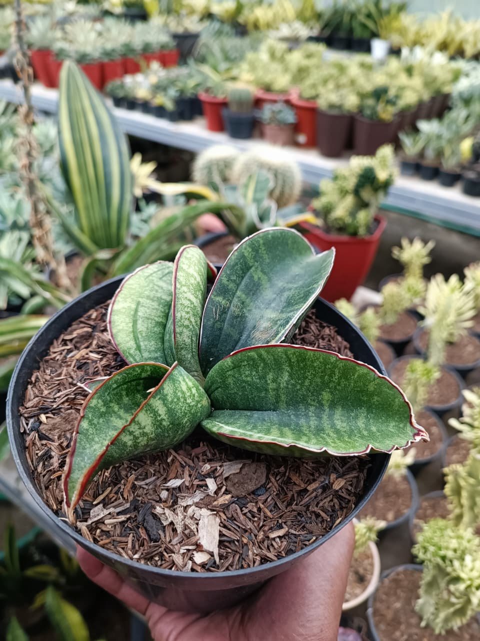 1686. Sansevieria Sinus Zimbabwe - Image 4