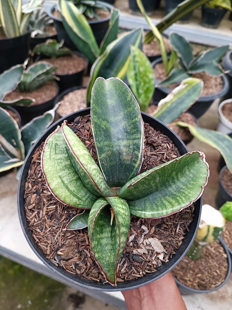 1686. Sansevieria Sinus Zimbabwe - Image 3