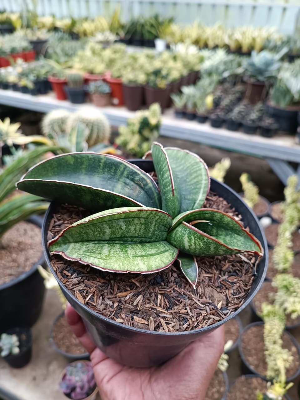 1686. Sansevieria Sinus Zimbabwe - Image 5