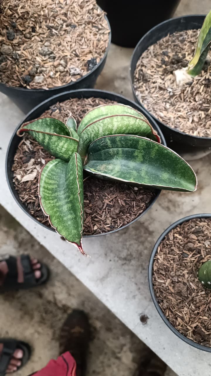 1686. Sansevieria Sinus Zimbabwe - Image 2