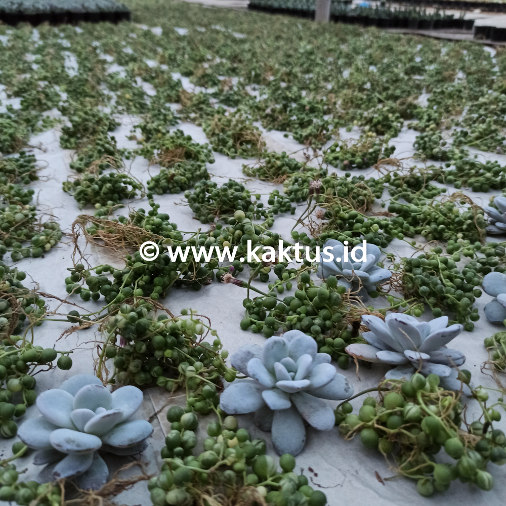 210. Senecio Rowleyanus Variegated / String Of Pearl Variegated - Image 2