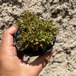 Alternative view of 1601. Aeonium Sedifolium