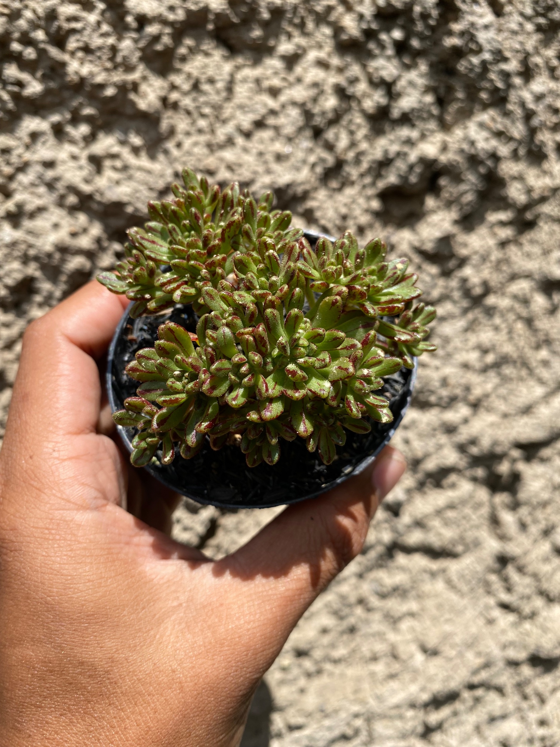 1601. Aeonium Sedifolium - Image 2