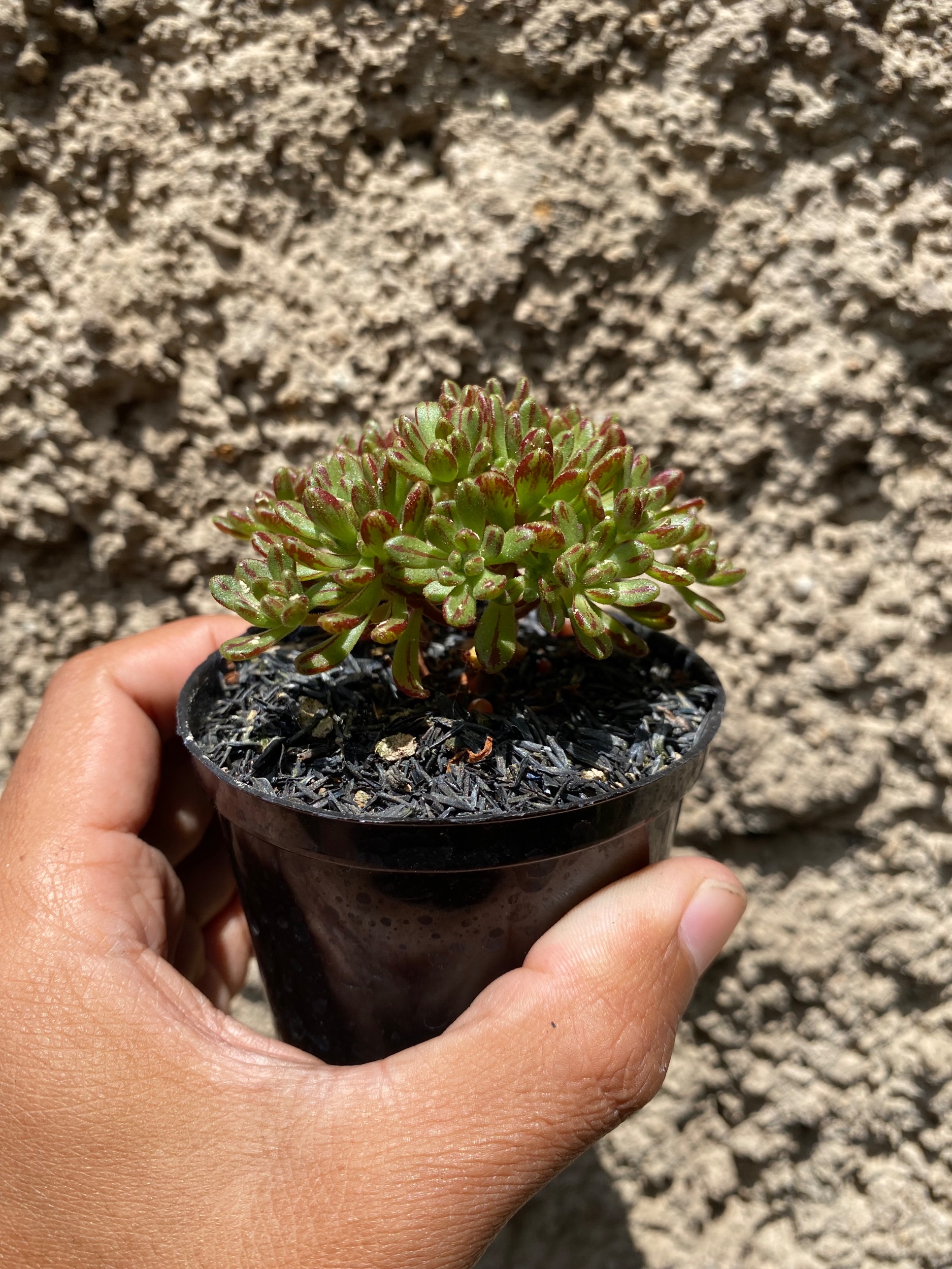 1601. Aeonium Sedifolium - Image 3