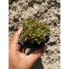 1601. Aeonium Sedifolium