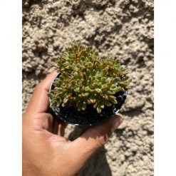 1601. Aeonium Sedifolium