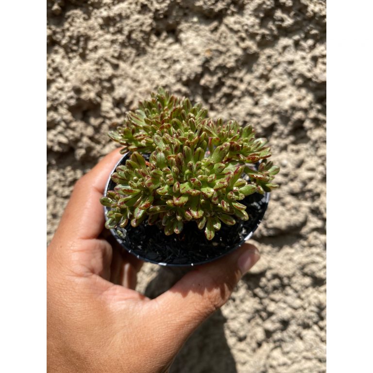 1601. Aeonium Sedifolium