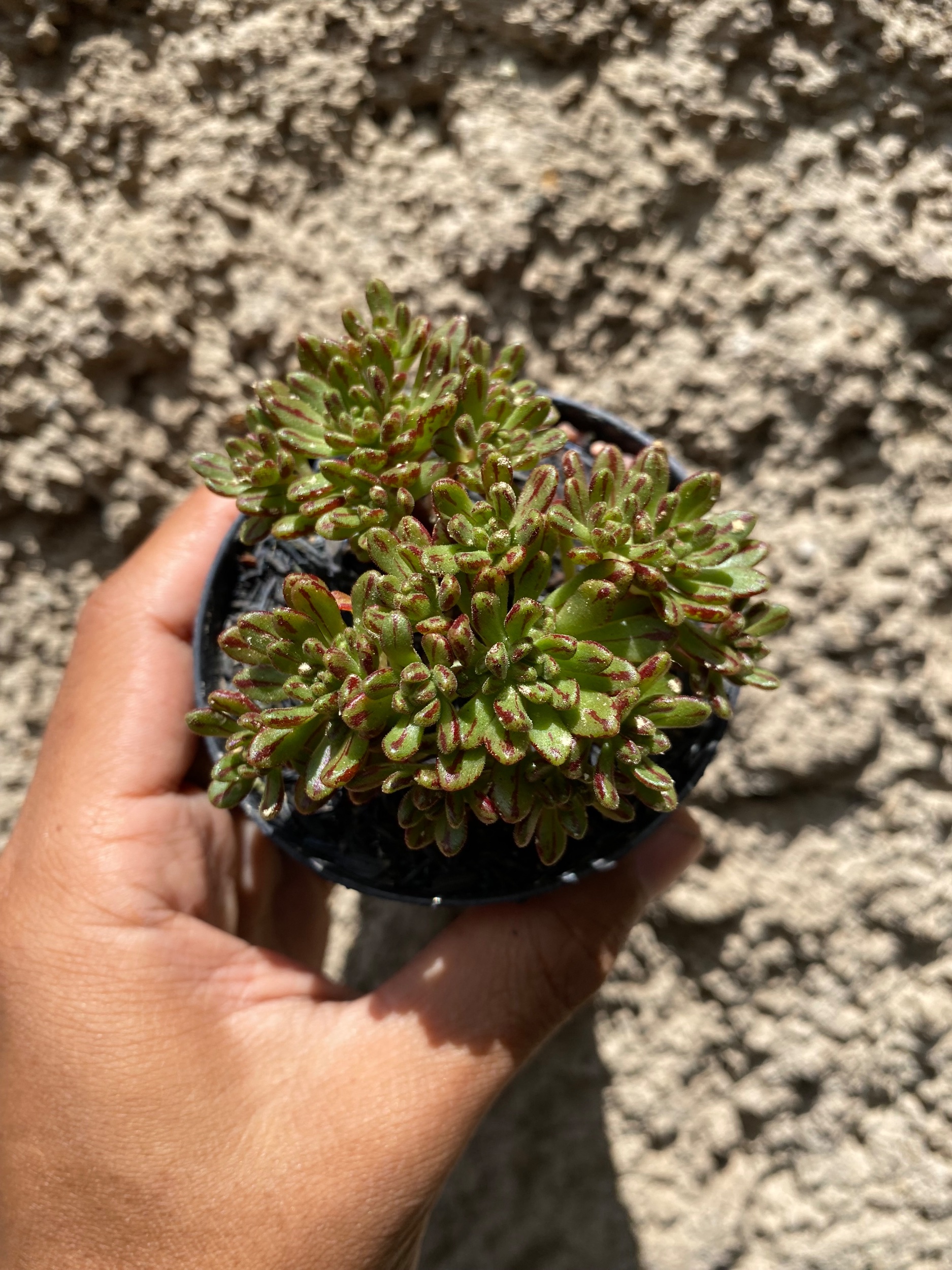 1601. Aeonium Sedifolium - Image 4