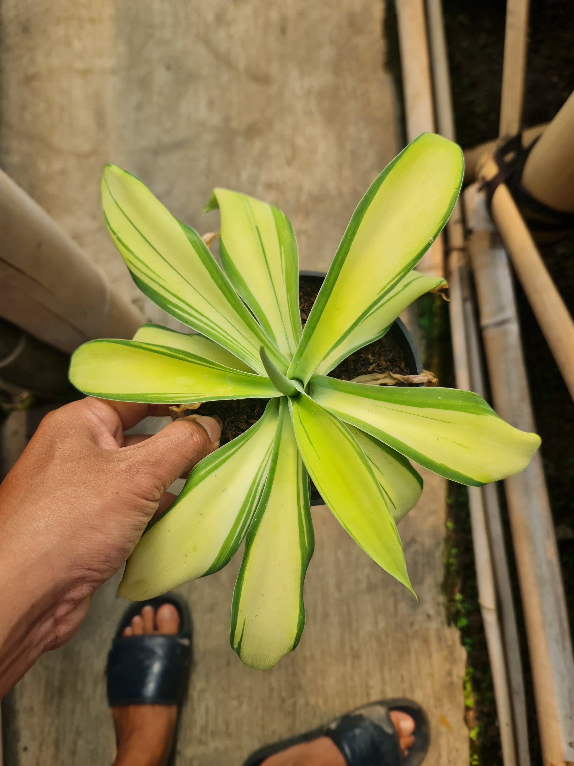 1754. Agave Attenuata Variegated - Image 2