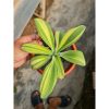 1754. Agave Attenuata Variegated