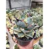 2280. Agave Blue Diamond size 15 cm