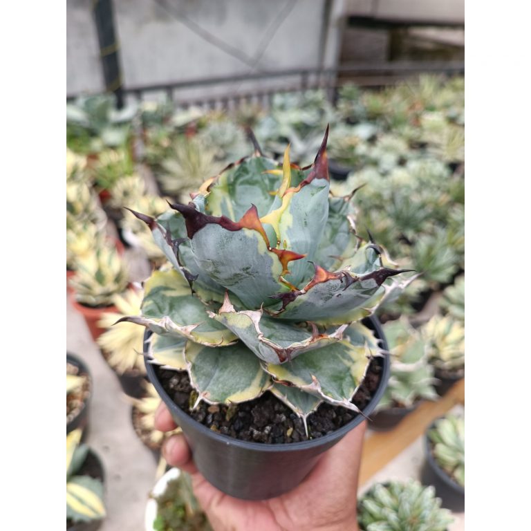 2280. Agave Blue Diamond size 15 cm