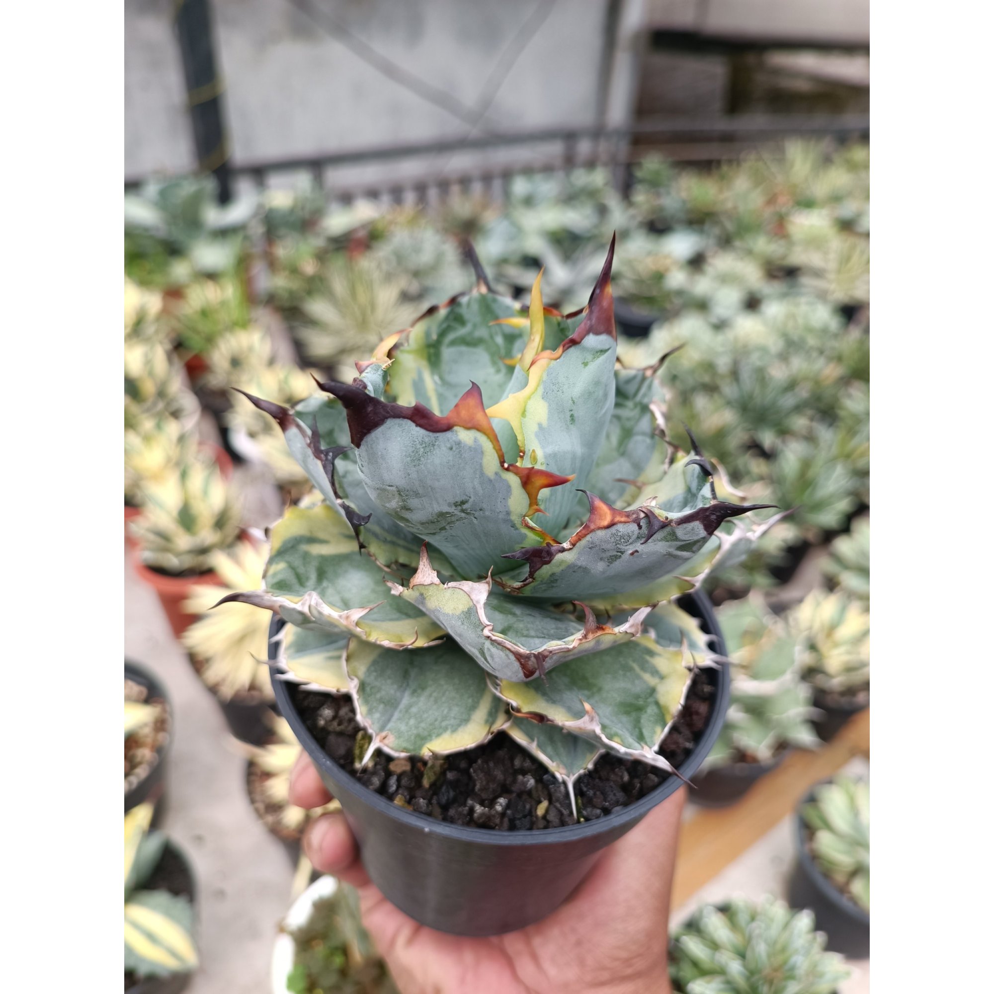 2280. Agave Blue Diamond size 15 cm