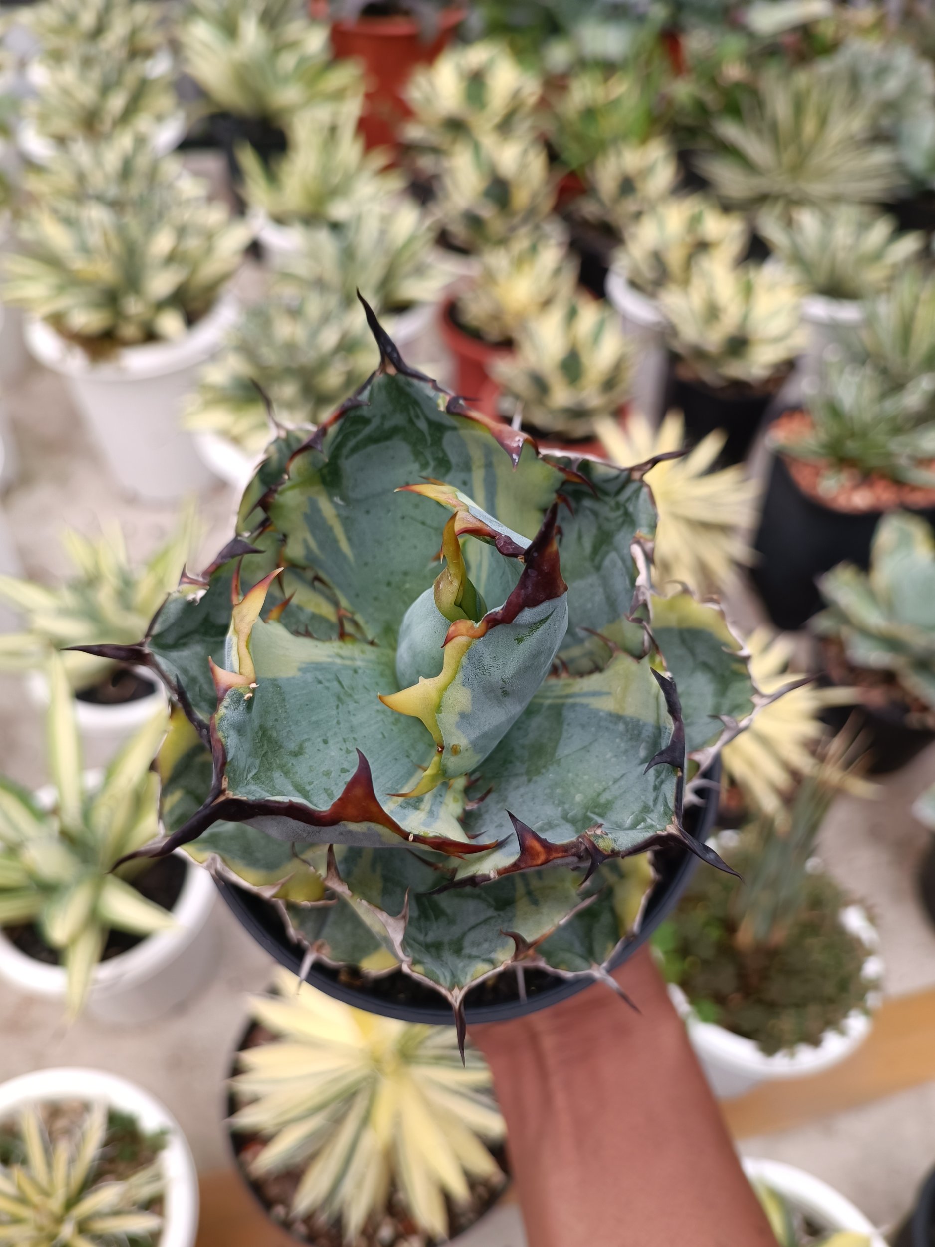 2280. Agave Blue Diamond size 15 cm - Image 5